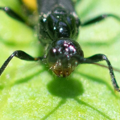 Réf. 344 459 : Atanycolus denigrator